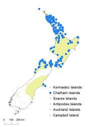 Arthropteris tenella distribution map based on databased records at AK, CHR and WELT.
 Image: K. Boardman © Landcare Research 2017 CC BY 3.0 NZ